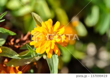 Zinnia violacea Cav, Z violacea or Plantae, Asteraceae or Magnoliopsida or Zinnia violacea or yellow flower Zinnia violacea Cav, Z violacea or Plantae, Asteraceae or Magnoliopsida or Zinnia violacea or yellow flower 137099419
