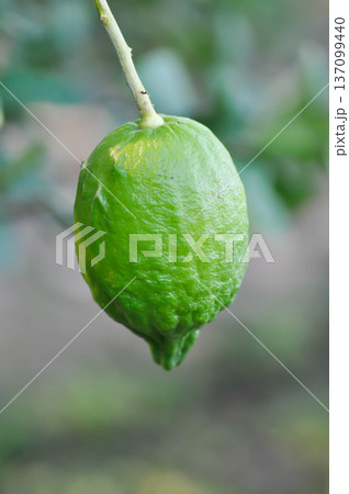 lemon tree or lemon plant , lemon on the tree lemon tree or lemon plant , lemon on the tree 137099440