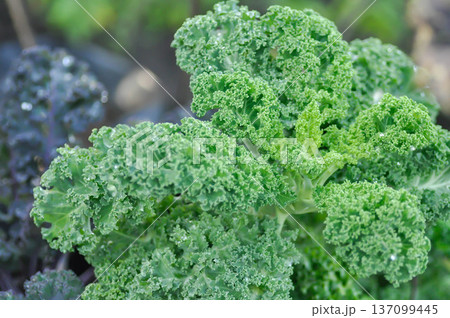 Kale , Brassicaceae or Brassica Oleracea plant or vegetable Kale , Brassicaceae or Brassica Oleracea plant or vegetable 137099445