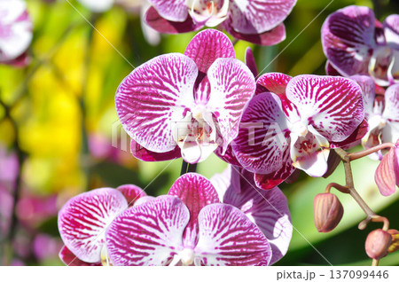 Moon Orchid, moth orchid or Phalaenopsis or Phalaenopsis amabilis or pink and red flower or pink and red orchid 137099446