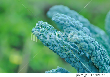 Dinosaur Kale or Italian Kale or  Lacinato Kale, Palm Kale or Tuscan Kale or brassica oleracea or  Brassica oleracea var palmifolia or vegetable 137099449