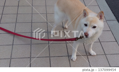 飼い犬 飼い犬 137099454