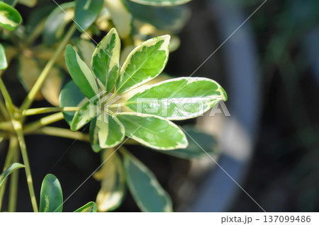 ARALIACEAE, Hawaiian Elf or Miniature Umbrella Plant or  Schefflera arboricola Hayata Merr or  Variegata Schefflera arboricola or Variegated Dwarf Umbrella Tree 137099486