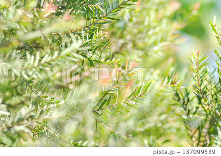 Juniperus sp , CUPRESSACEAE or bicolor plant 137099539