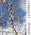 早春の空と日ざしを浴びた桜の枝(雨上がりのシナミザクラ) 早春の空と日ざしを浴びた桜の枝(雨上がりのシナミザクラ) 137099637