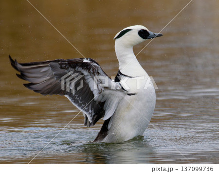 川の中で羽ばたくミコアイサのオス 冬の水辺の躍動シーン 137099736