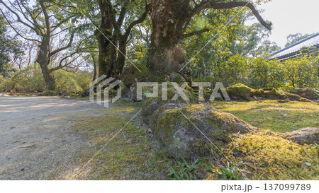 樟の苔の生えた根 137099789