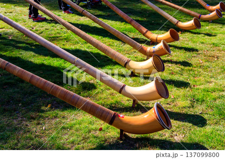 Alphorns laying on the grass on the alpine meadow Alphorns laying on the grass on the alpine meadow 137099800