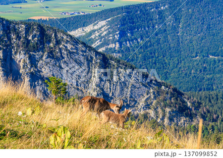 Alpine Ibex with baby (Capra ibex) in habitat at Creux du Van, Neuchatel canton, Switzerland 137099852