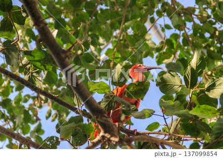 Scarlet ibis (Eudocimus ruber) on a tree Scarlet ibis (Eudocimus ruber) on a tree 137099854