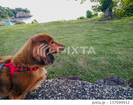海辺を散歩中に海を眺める老犬ダックス 137099912