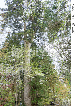 角館の春 モミの巨木と桜咲く武家屋敷通り 秋田県 角館の春 モミの巨木と桜咲く武家屋敷通り 秋田県 137099947