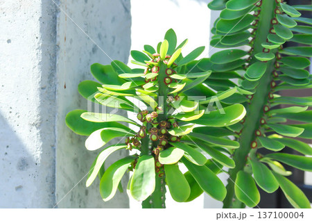euphorbia, Euphorbia antiquorum L or euphorbiaceae or Malayan spurge tree or succulent euphorbia, Euphorbia antiquorum L or euphorbiaceae or Malayan spurge tree or succulent 137100004