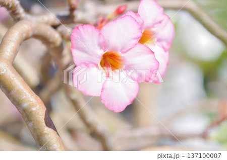 Desert rose, APOCYACEAE or Adenium obesum or Mock Azalea or Pinkbignonia or Impala lily Desert rose, APOCYACEAE or Adenium obesum or Mock Azalea or Pinkbignonia or Impala lily 137100007