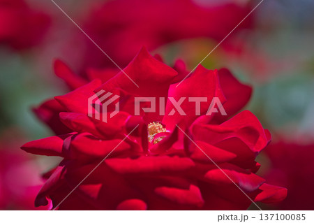赤いバラの花 赤いバラの花 137100085