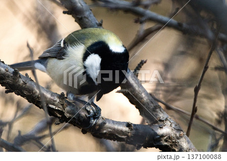 枝にとまるシジュウカラ 137100088