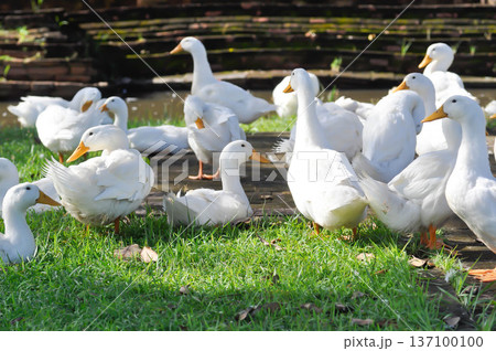 duck or ducks on the farm , farm animal duck or ducks on the farm , farm animal 137100100