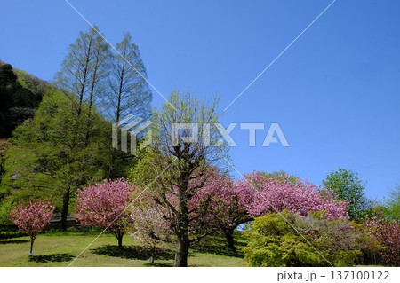 山を背にメタセコイアと八重桜と木々　【相模原市津久井　4月】 137100122