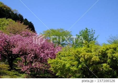 若葉の木々と満開の八重桜　【相模原市津久井　4月】 137100126