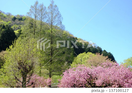 満開の八重桜と若葉の木々 【相模原市津久井 4月】 満開の八重桜と若葉の木々 【相模原市津久井 4月】 137100127