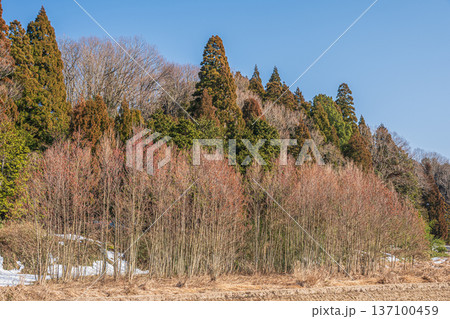 奥琵琶湖の里山風景　滋賀県長浜市永原 137100459