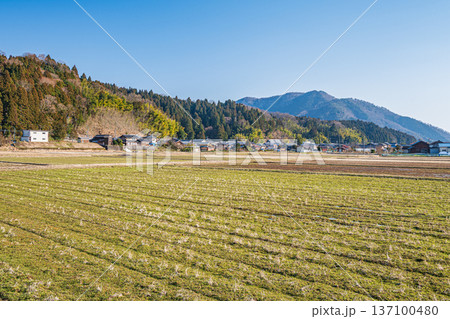 奥琵琶湖の田園風景　滋賀県長浜市永原 137100480