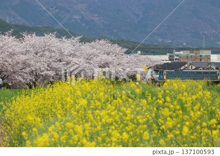 満開の桜と菜の花の中を走行する電気機関車EF66 満開の桜と菜の花の中を走行する電気機関車EF66 137100593