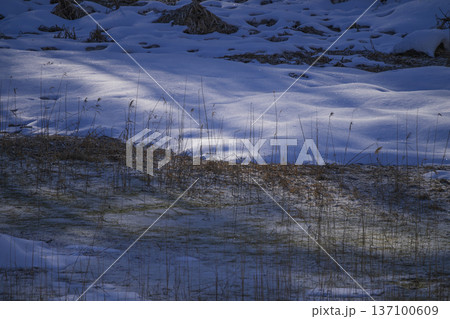 朝日に輝くサンピラー 137100609