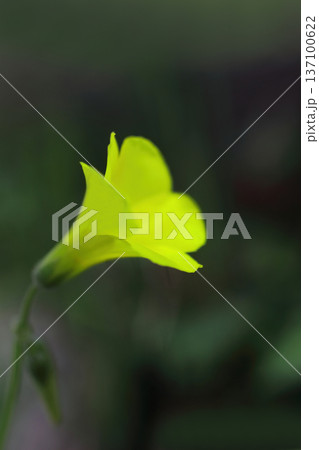 黄色いオオキバナカタバミの花 黄色いオオキバナカタバミの花 137100622