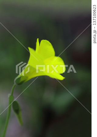 黄色いオオキバナカタバミの花 黄色いオオキバナカタバミの花 137100623