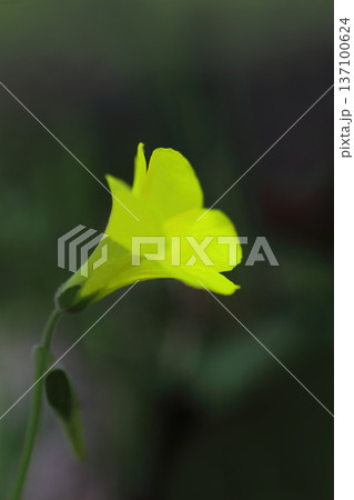 黄色いオオキバナカタバミの花 黄色いオオキバナカタバミの花 137100624