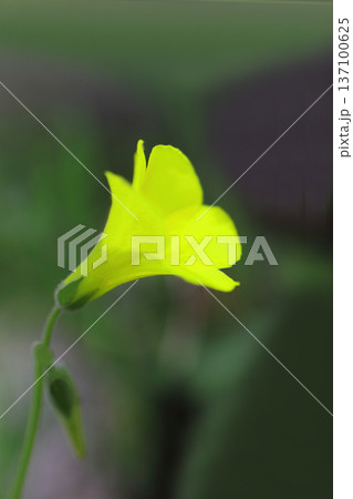 黄色いオオキバナカタバミの花 黄色いオオキバナカタバミの花 137100625