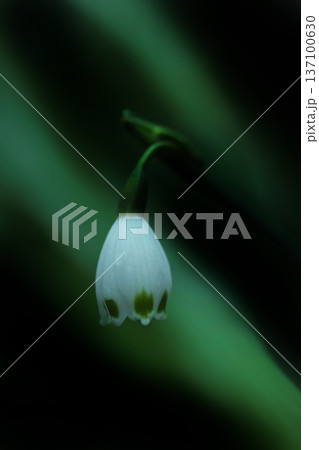 咲き始めた、スノーフレークの花 咲き始めた、スノーフレークの花 137100630
