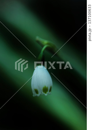 咲き始めたスノーフレークの花 咲き始めたスノーフレークの花 137100633