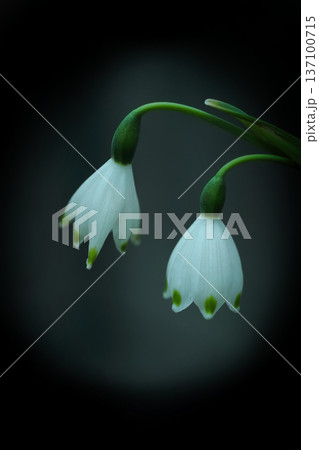 スノーフレークの花が咲いています スノーフレークの花が咲いています 137100715