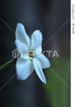白いハナニラの花 137100722