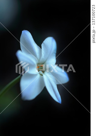 白いハナニラ 137100723