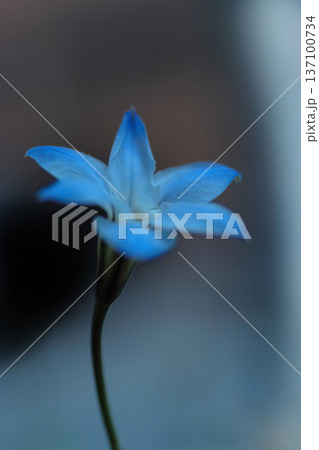 可憐なハナニラ 可憐なハナニラ 137100734