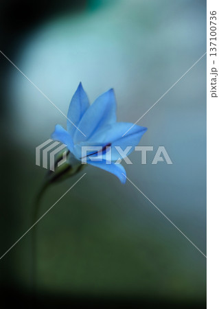 春の空をバックに咲く一輪の青いハナニラ 137100736