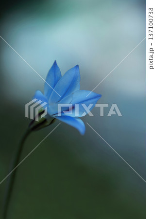 青いハナニラの花 137100738