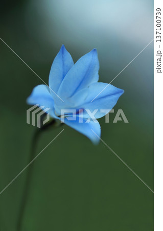 青いハナニラ 137100739