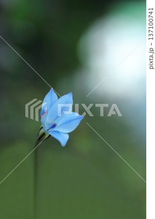 青いハナニラの花 青いハナニラの花 137100741