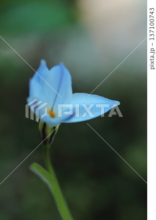 水色のハナニラ 137100743
