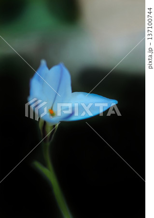 水色のハナニラ 水色のハナニラ 137100744