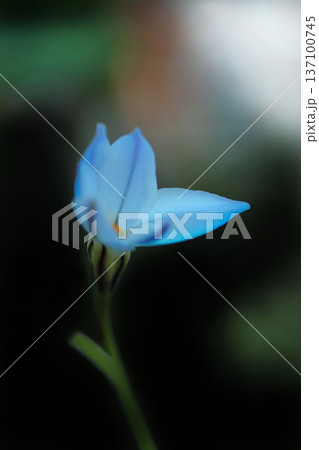 水色のハナニラ 水色のハナニラ 137100745