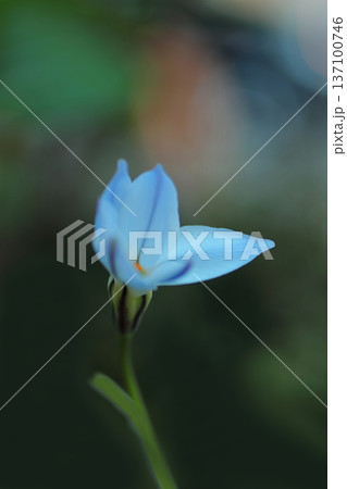 青いハナニラ 137100746