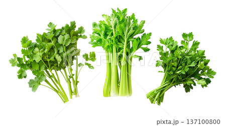 Multiple fresh green celery bunches displayed randomly isolated on white background, concept of healthy organic vegetables Multiple fresh green celery bunches displayed randomly isolated on white background, concept of healthy organic vegetables 137100800