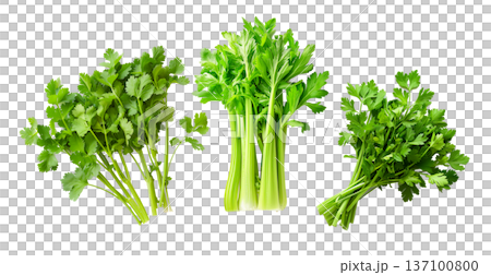 Multiple fresh green celery bunches displayed randomly isolated on white background, concept of healthy organic vegetables Multiple fresh green celery bunches displayed randomly isolated on white background, concept of healthy organic vegetables 137100800