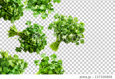 Multiple cilantro bunches arranged in a seamless pattern, isolated on white background, concept of freshness and organic herbs Multiple cilantro bunches arranged in a seamless pattern, isolated on white background, concept of freshness and organic herbs 137100808