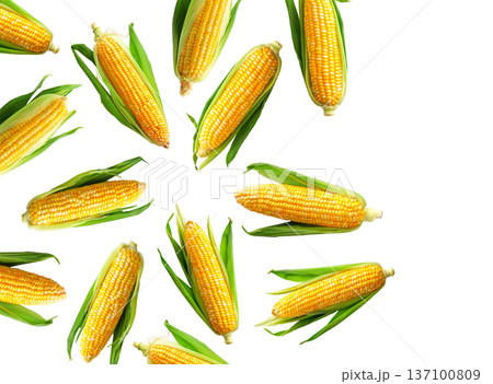 Juicy corn cobs with green husks displayed in seamless layout, isolated on white backdrop, concept of organic food and harvest Juicy corn cobs with green husks displayed in seamless layout, isolated on white backdrop, concept of organic food and harvest 137100809